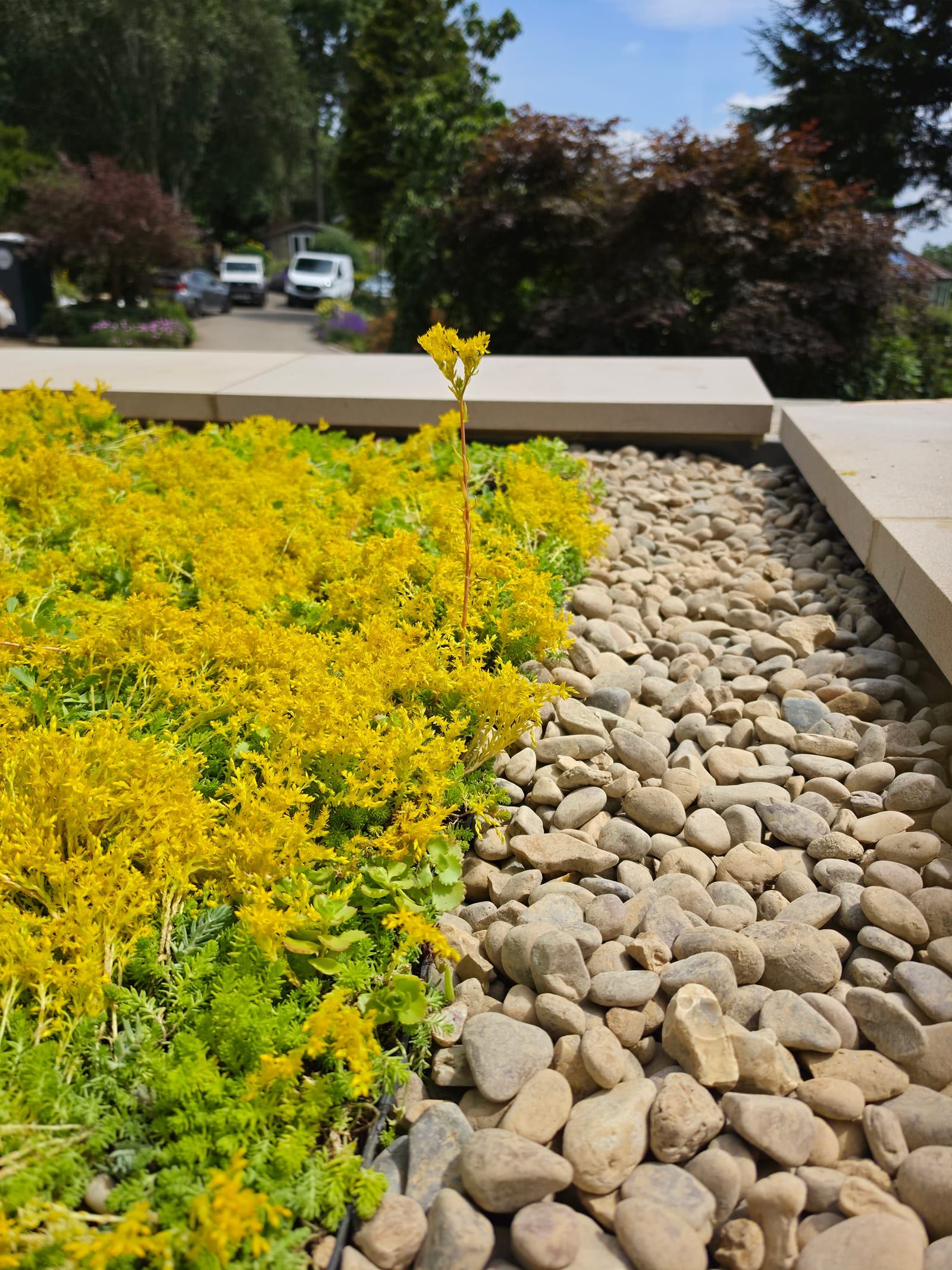 Close-up of flowering sedum meeting the pebble drainage border on a Skyguard green roof