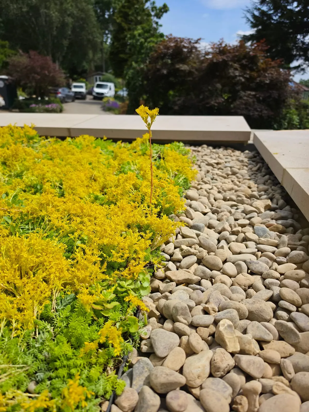 Close-up of flowering sedum meeting the pebble drainage border